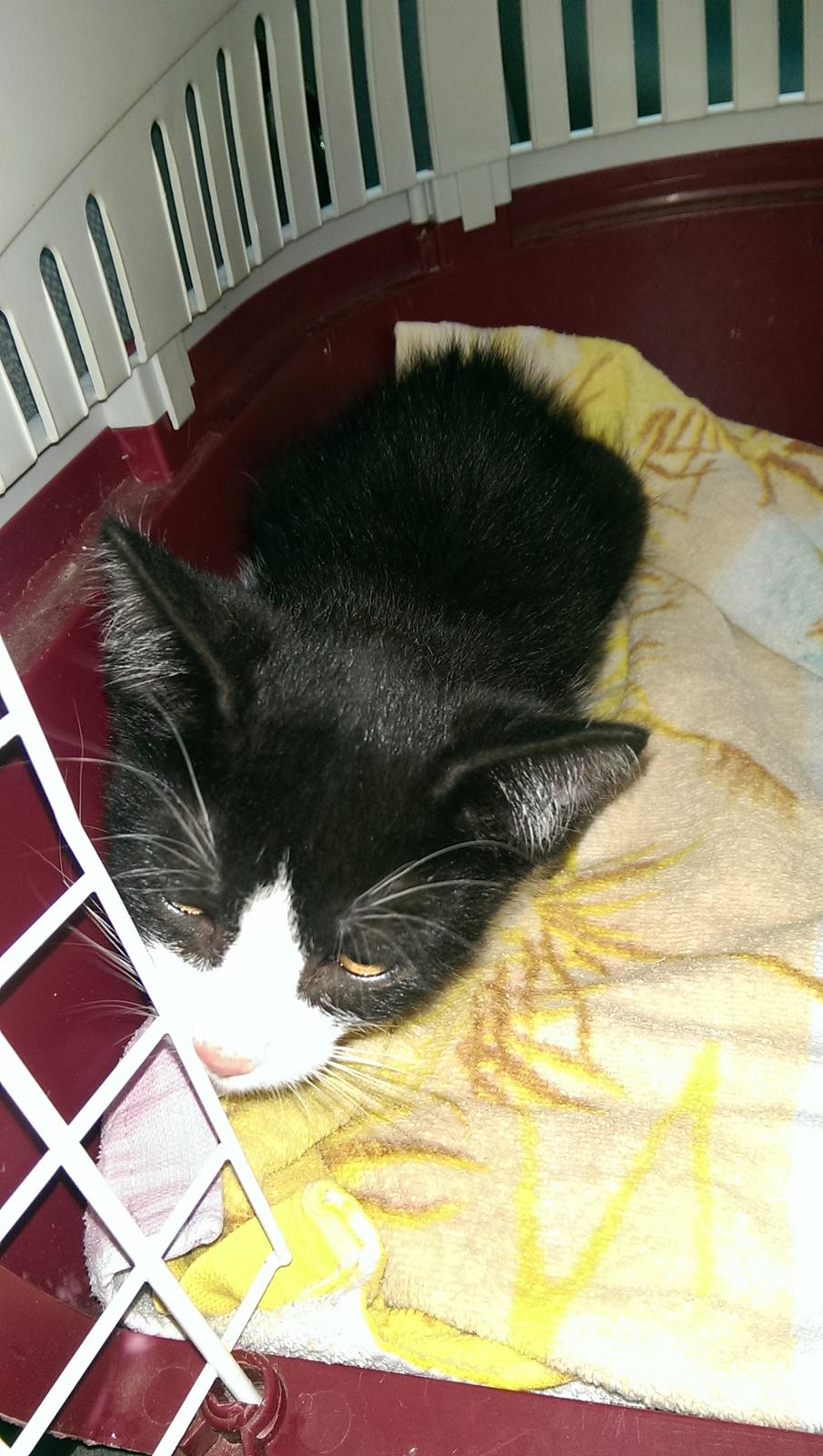 Huskat Nicky billede 3