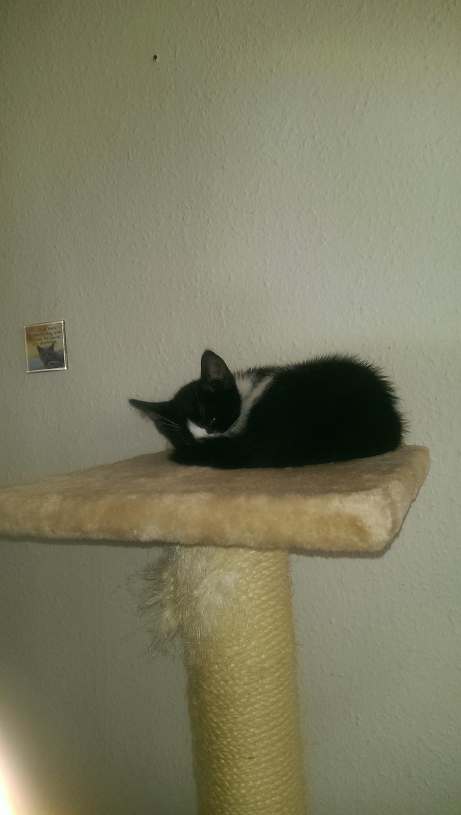 Huskat Nicky billede 5