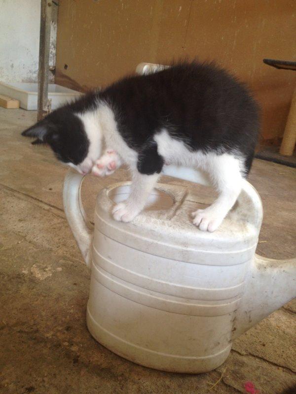 Huskat Nicky billede 16