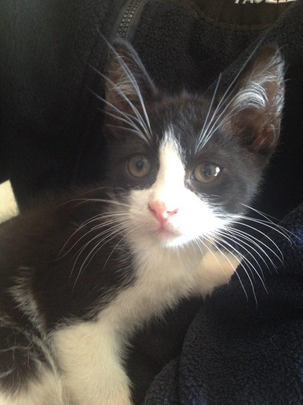 Huskat Nicky billede 14