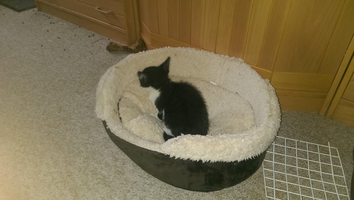 Huskat Nicky billede 4