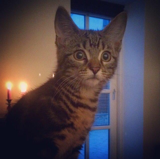 Blanding af racer Sif billede 2