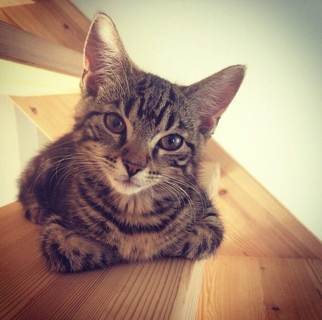 Blanding af racer Sif billede 1