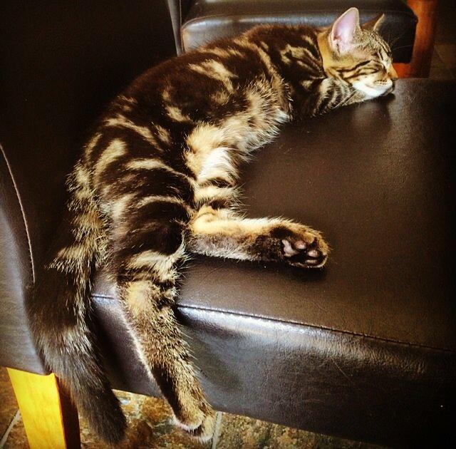 Blanding af racer Sif billede 3