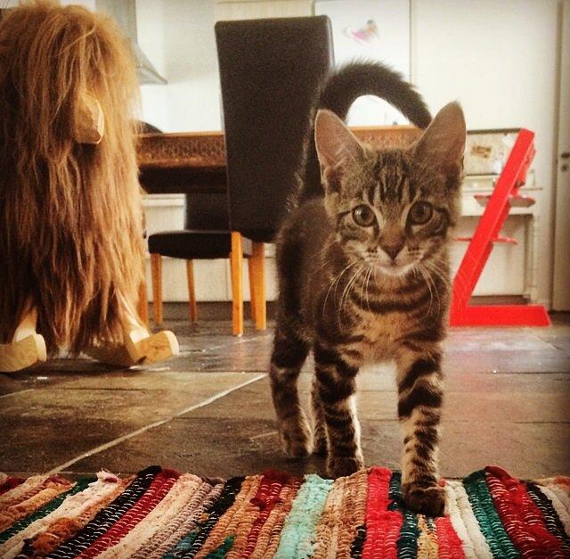 Blanding af racer Sif billede 4