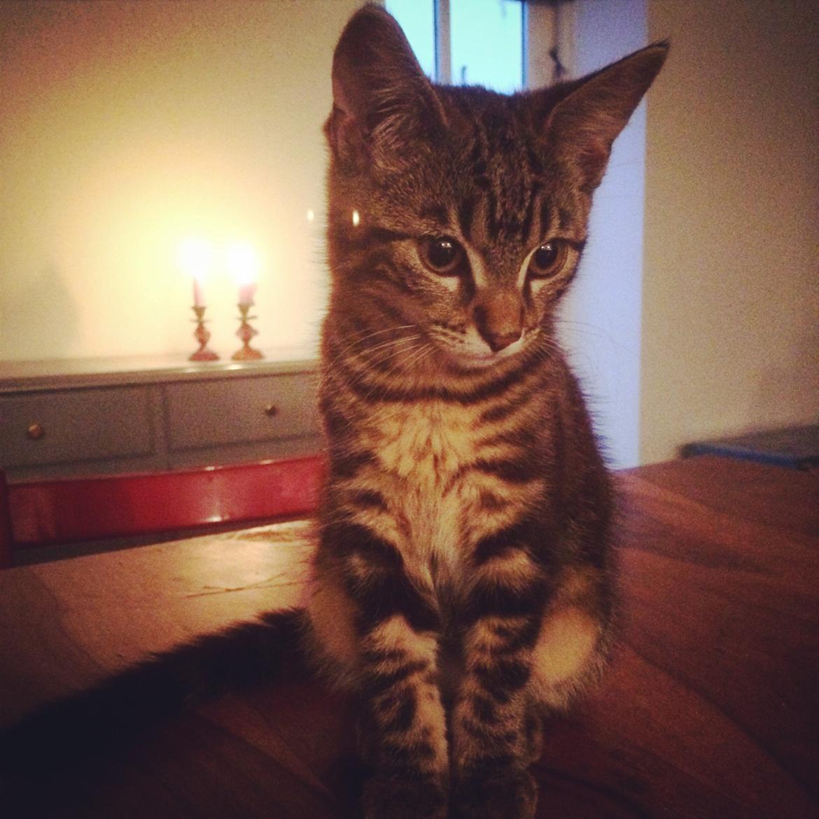 Blanding af racer Sif billede 5