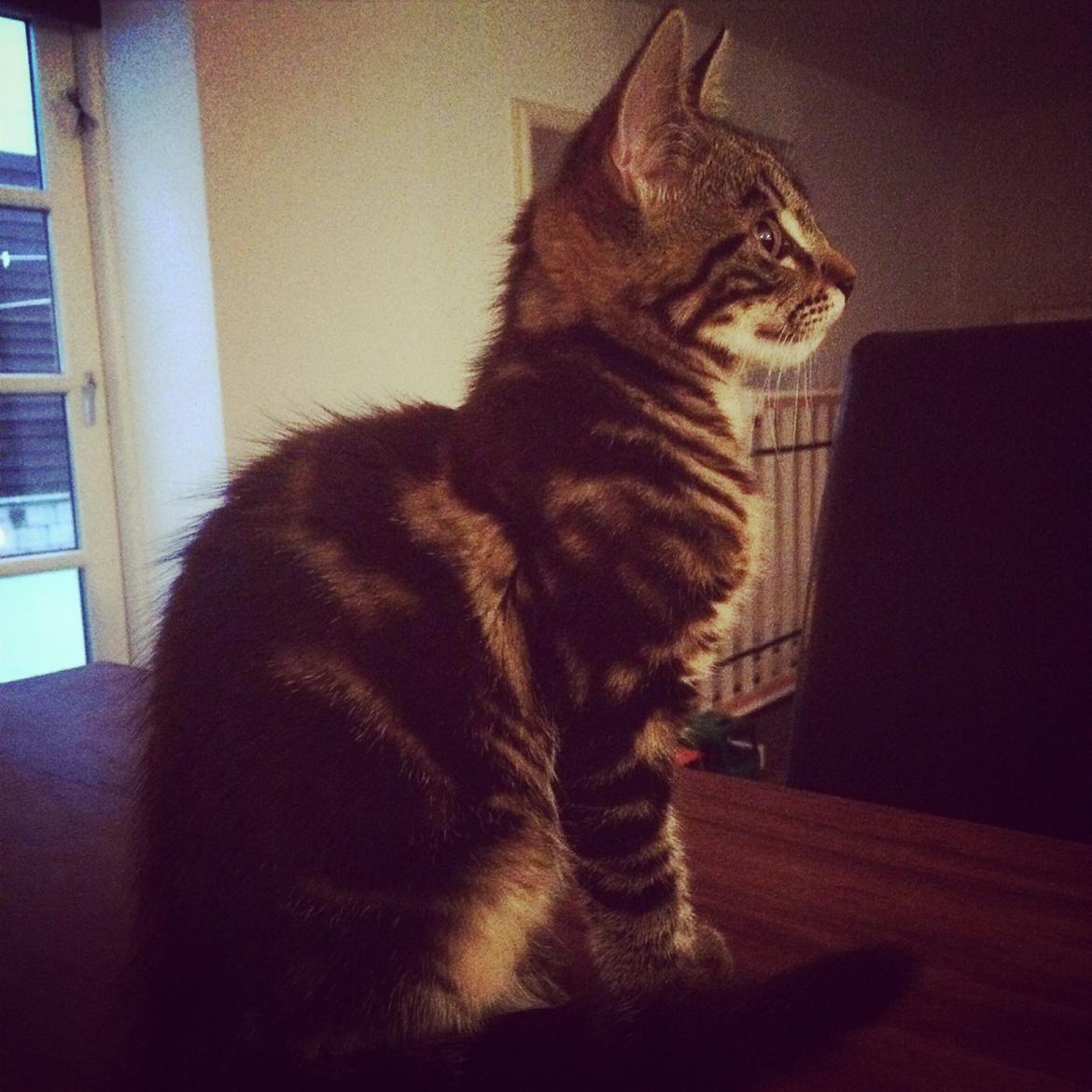 Blanding af racer Sif billede 6