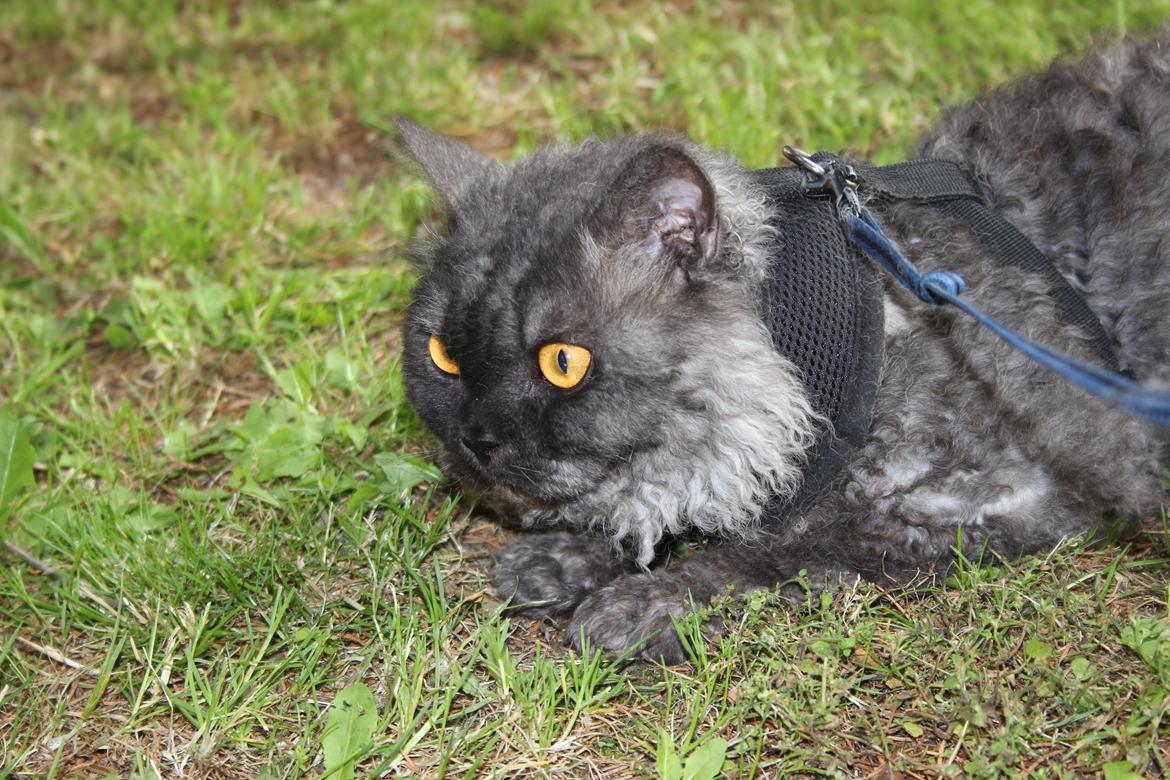 Selkirk Rex  RW SGC, PCH Lykken Peer Gynt of Tzari  billede 42