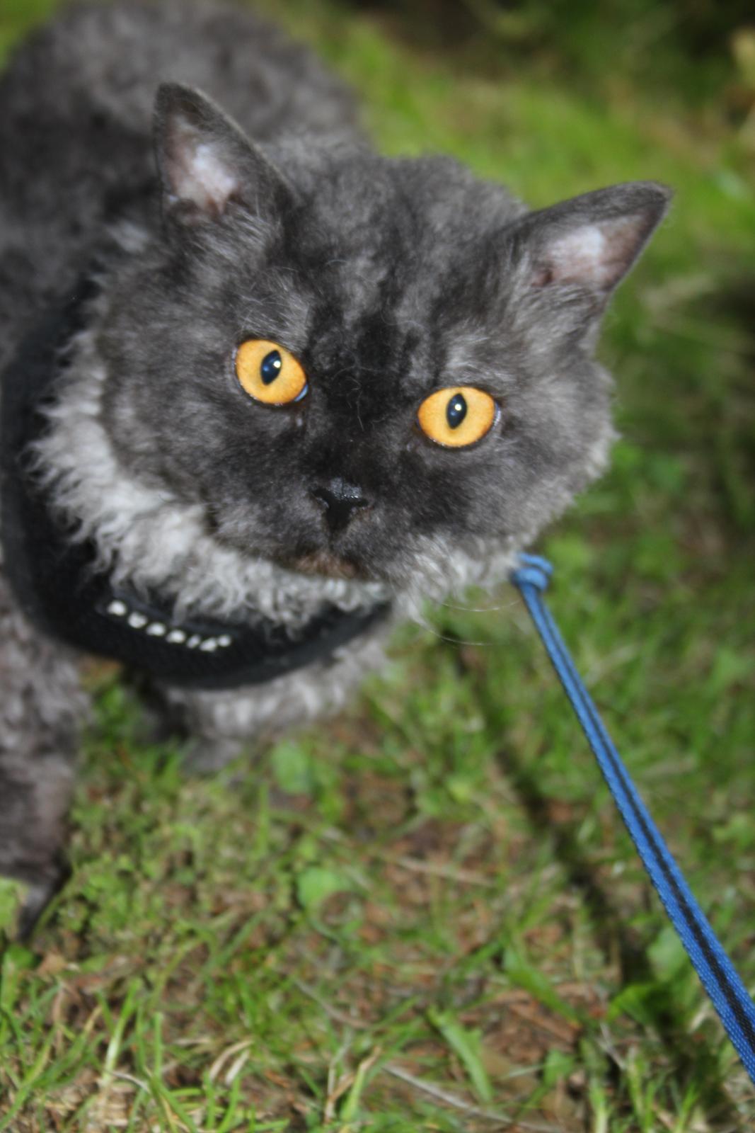 Selkirk Rex  RW SGC, PCH Lykken Peer Gynt of Tzari  billede 43