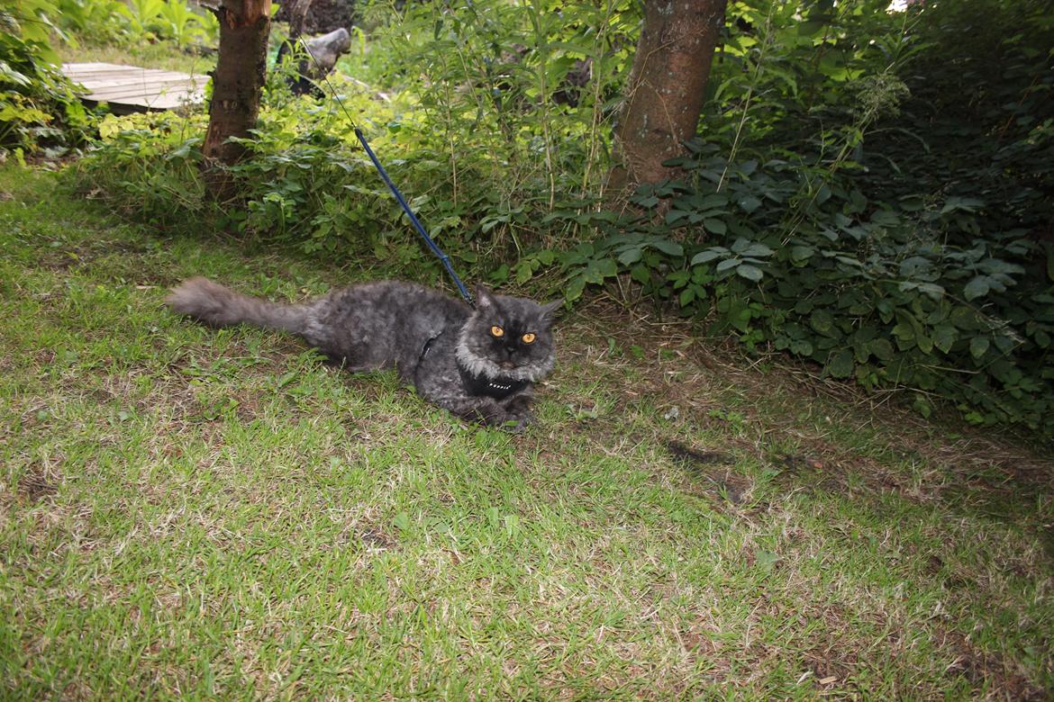 Selkirk Rex  RW SGC, PCH Lykken Peer Gynt of Tzari  billede 44