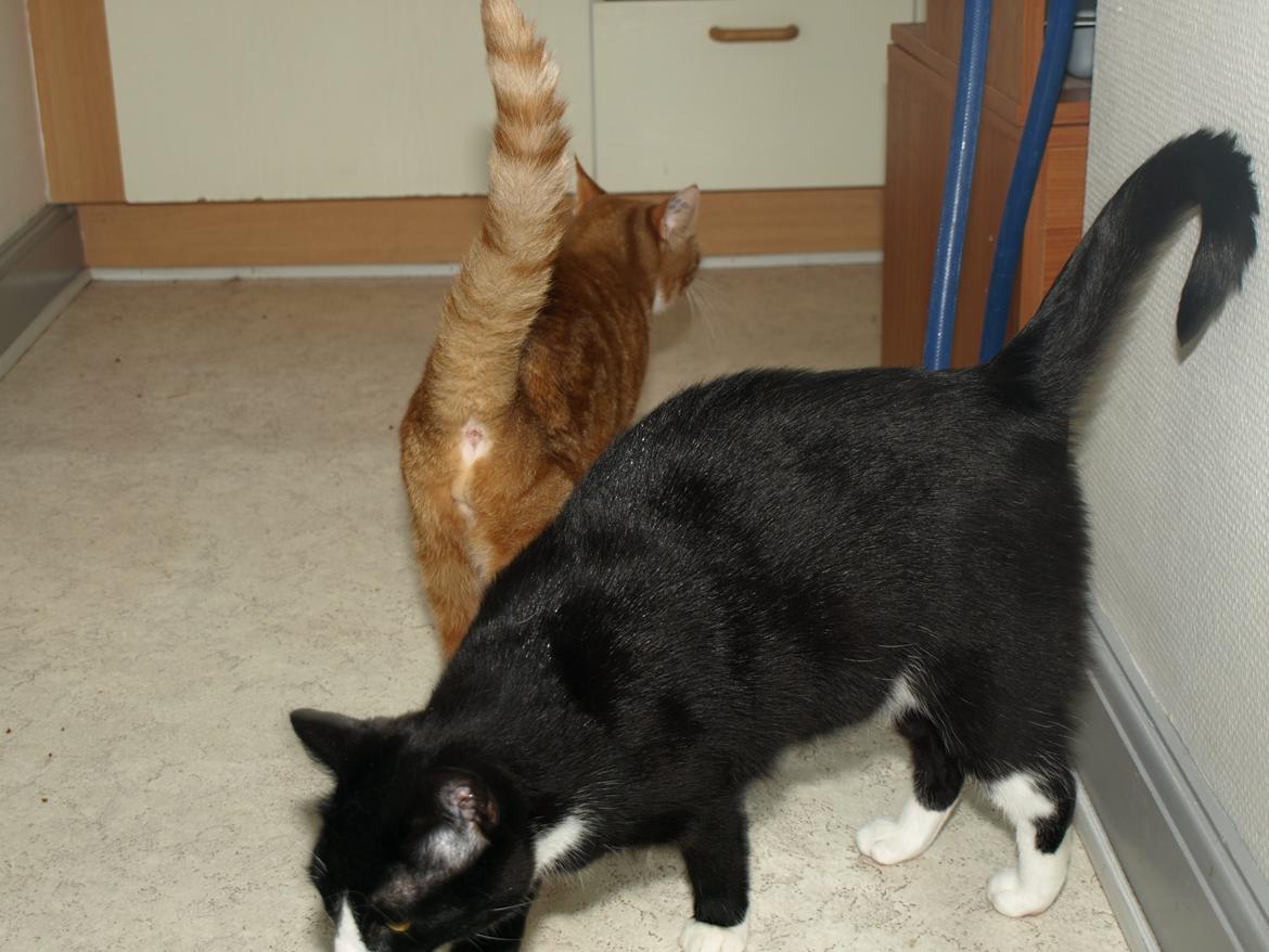 Huskat Blackie *RIP* - 18. juli 2014 - 2 år, 1 måned, 3 uger og 1 dag gammel billede 31