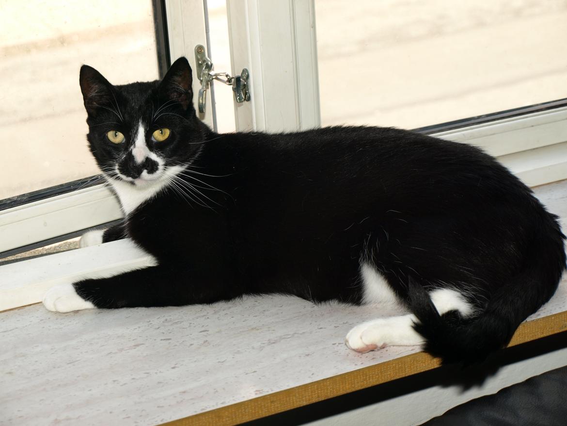 Huskat Blackie *RIP* - 18. juli 2014 - 2 år, 1 måned, 3 uger og 1 dag gammel billede 1