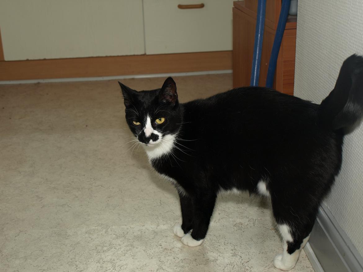 Huskat Blackie *RIP* - 18. juli 2014 - 2 år, 1 måned, 3 uger og 1 dag gammel billede 30