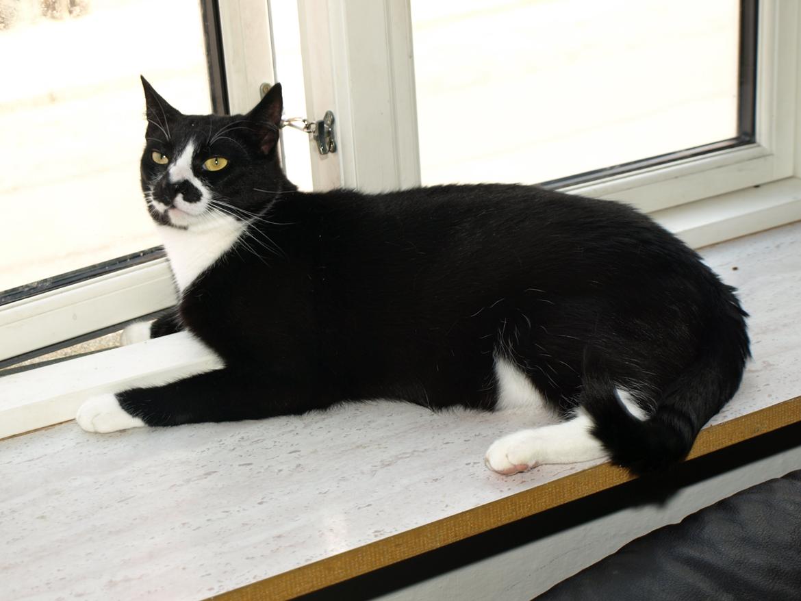 Huskat Blackie *RIP* - 18. juli 2014 - 2 år, 1 måned, 3 uger og 1 dag gammel billede 32