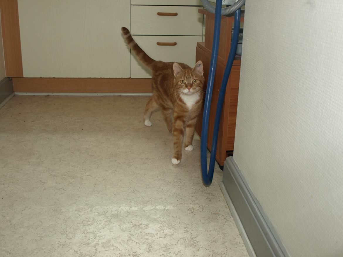 Huskat Bob-Cat *tidligere* - 18. juli 2014 - 2 år, 1 måned, 3 uger og 1 dag gammel billede 22