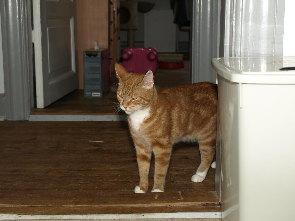 Huskat Bob-Cat *tidligere* - 18. juli 2014 - 2 år, 1 måned, 3 uger og 1 dag gammel billede 24