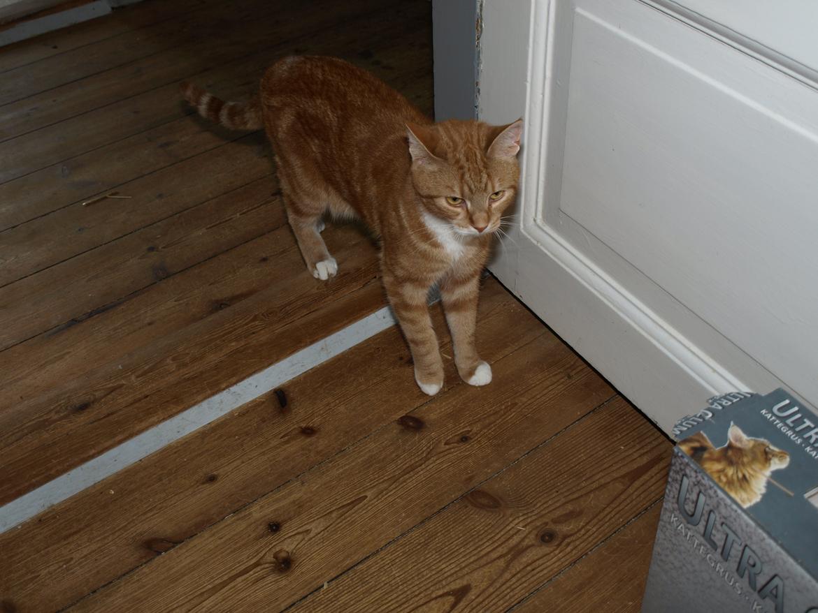 Huskat Bob-Cat *tidligere* - 18. juli 2014 - 2 år, 1 måned, 3 uger og 1 dag gammel billede 25