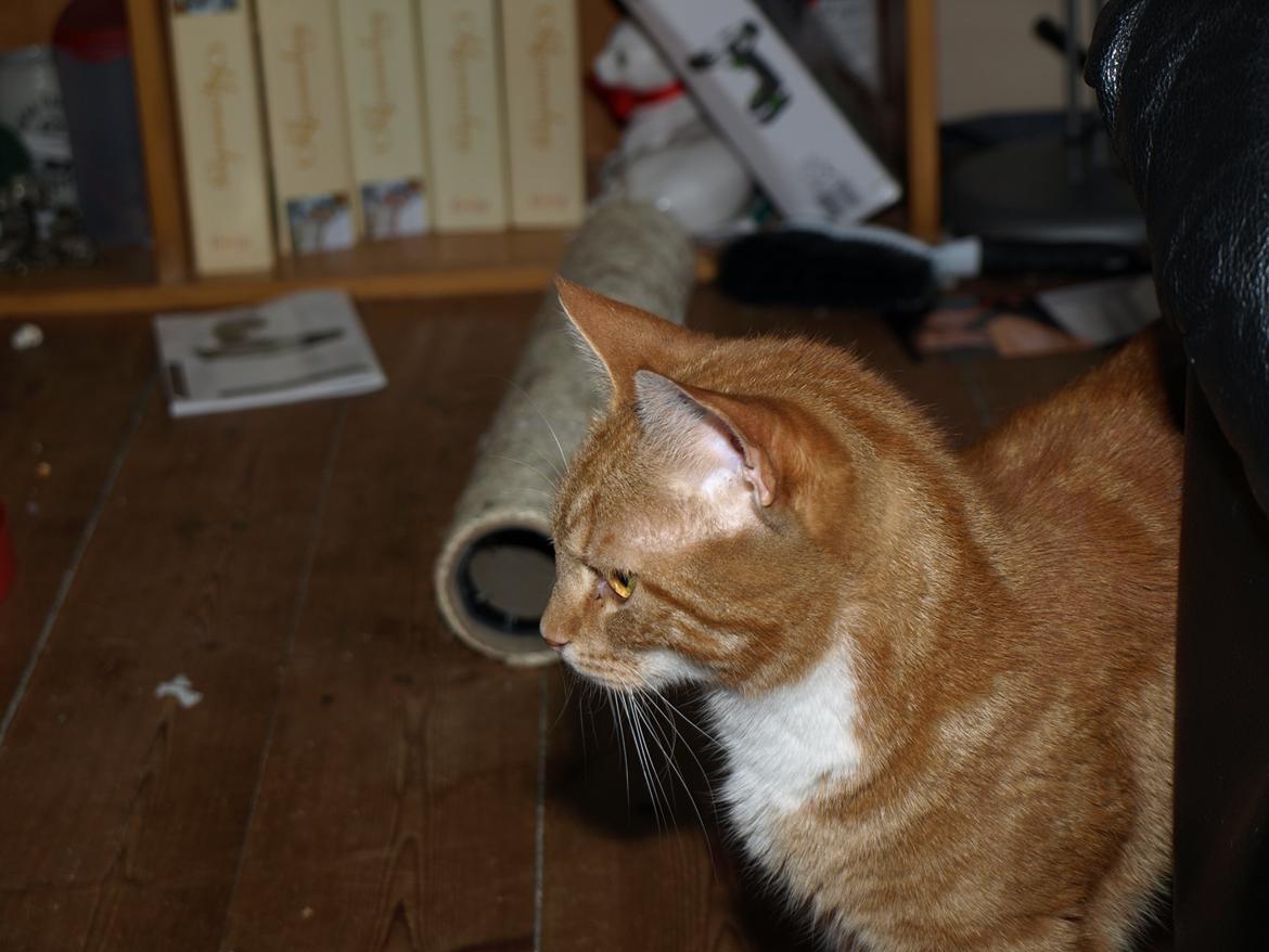 Huskat Bob-Cat *tidligere* - 18. juli 2014 - 2 år, 1 måned, 3 uger og 1 dag gammel billede 26