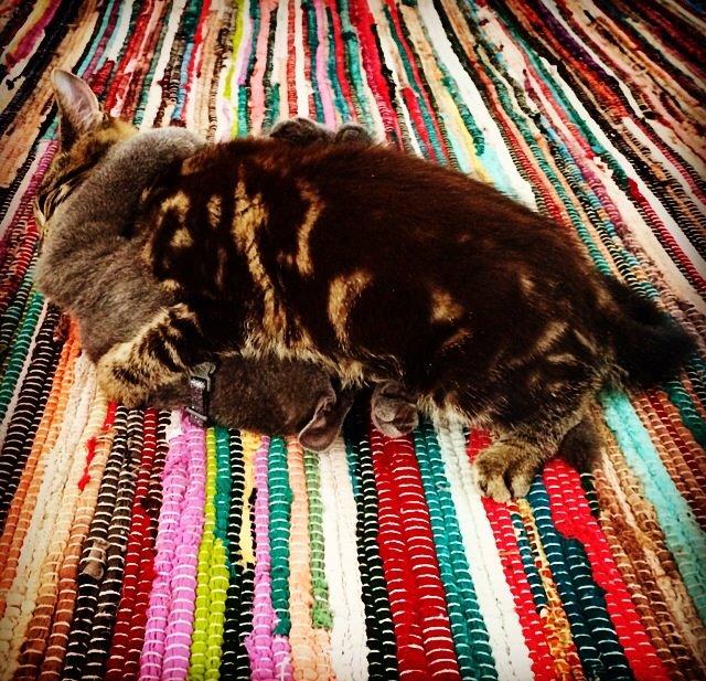 Blanding af racer Sif billede 8