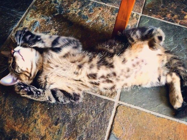 Blanding af racer Sif billede 7