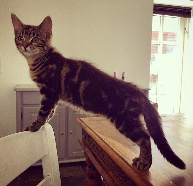 Blanding af racer Sif billede 9