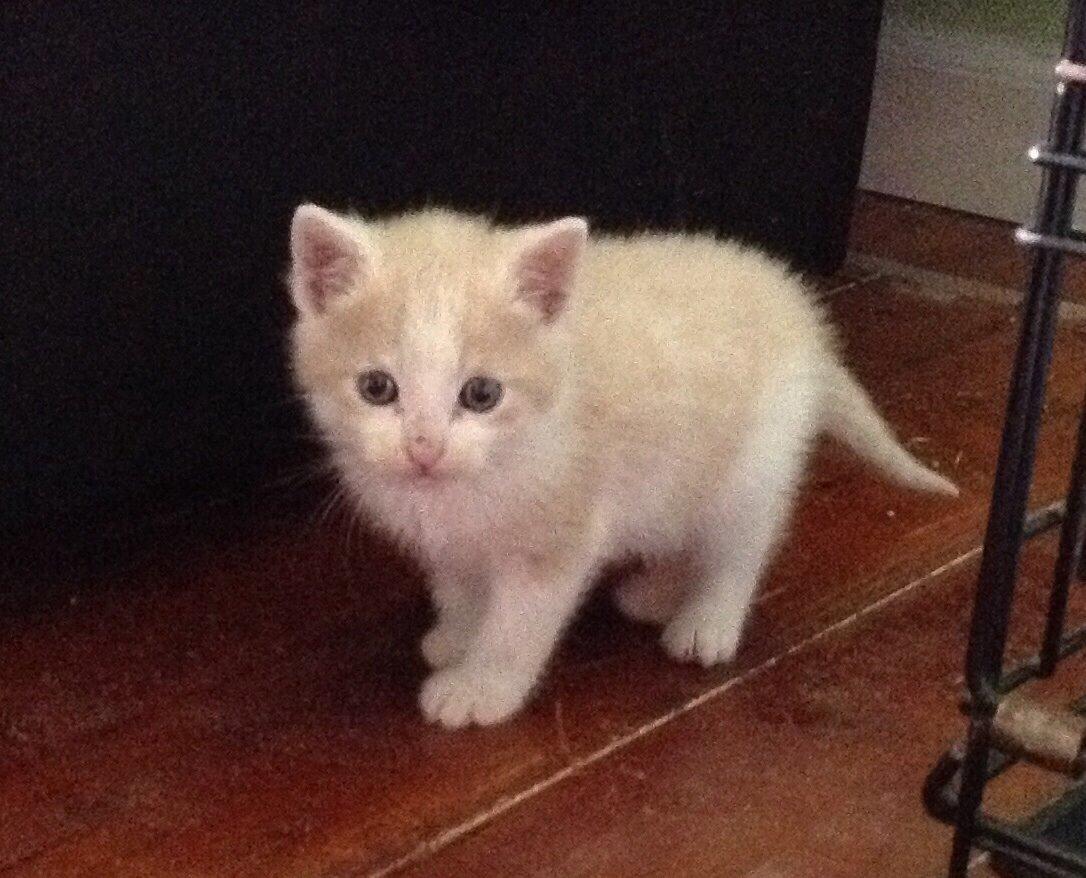 Huskat Simba billede 1