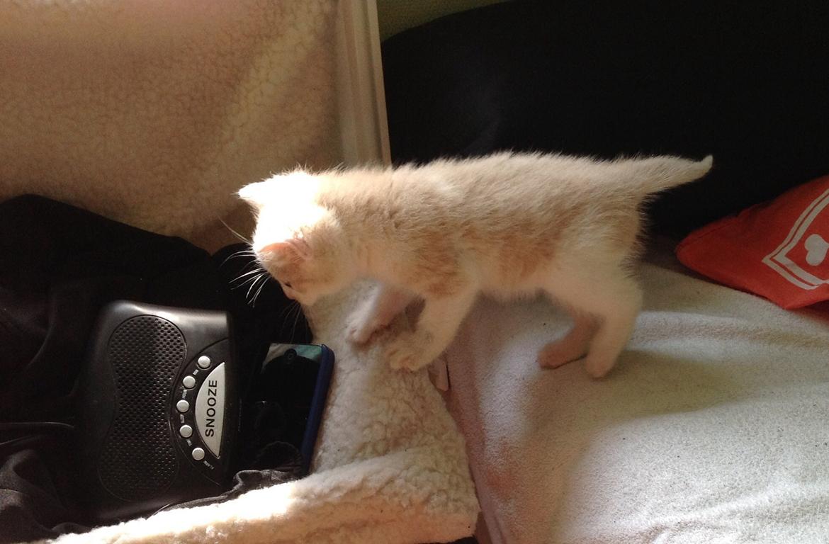 Huskat Simba billede 2