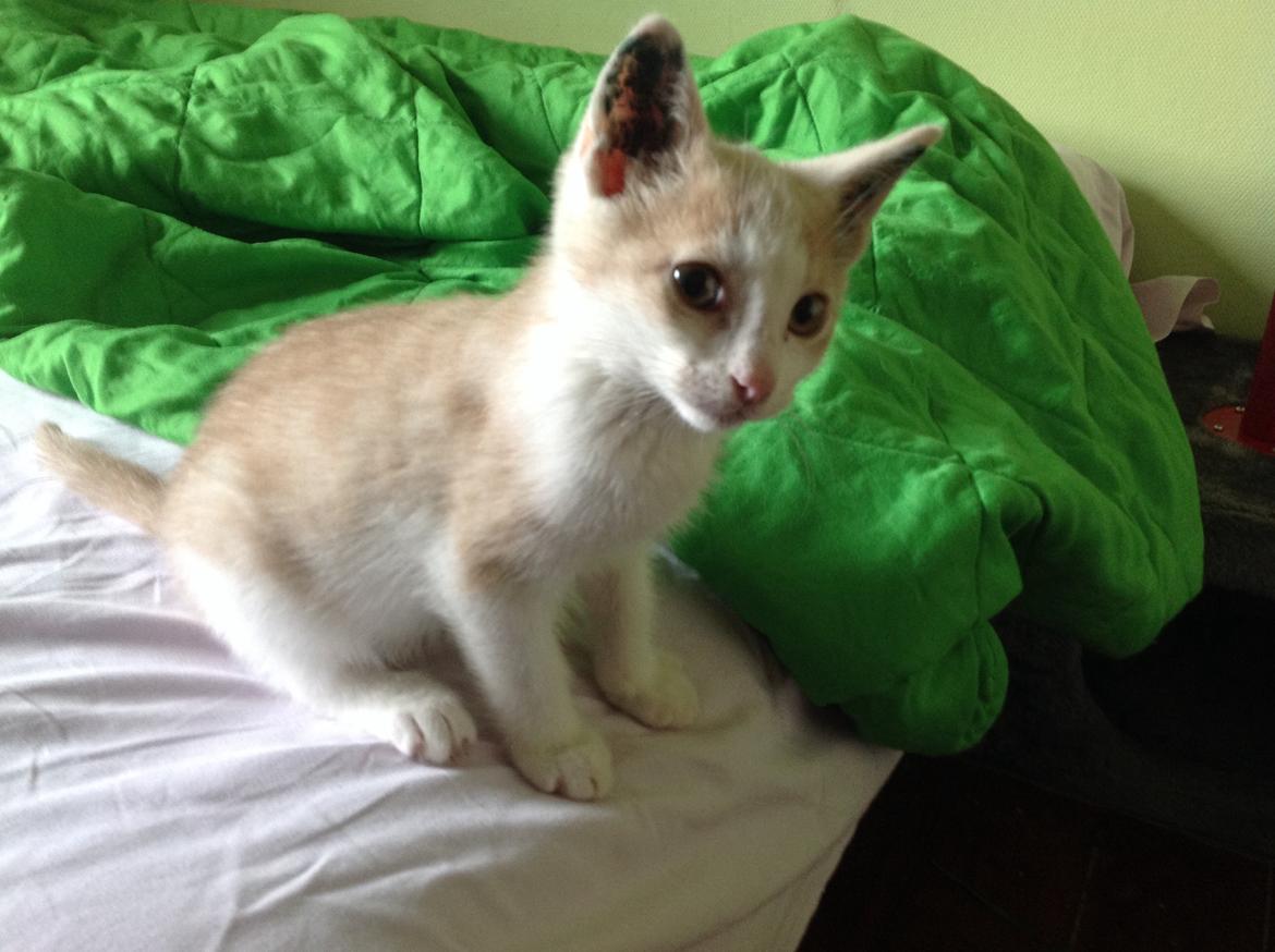 Huskat Simba billede 3