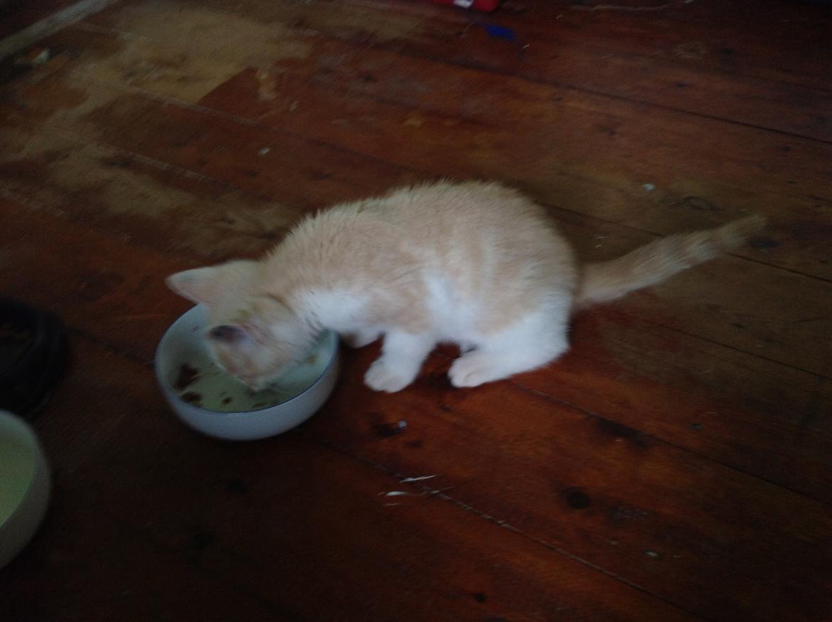 Huskat Simba billede 4