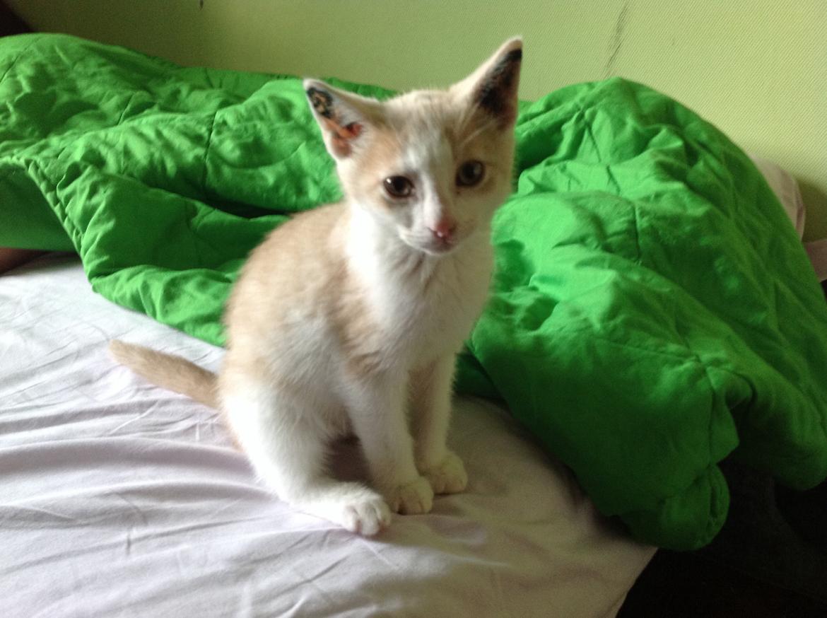 Huskat Simba billede 5