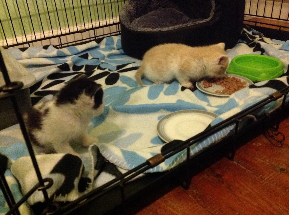 Huskat Simba billede 6