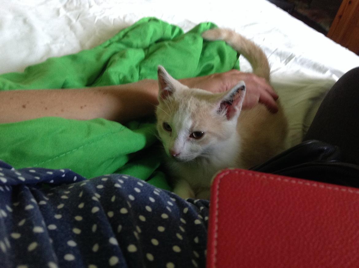 Huskat Simba billede 7