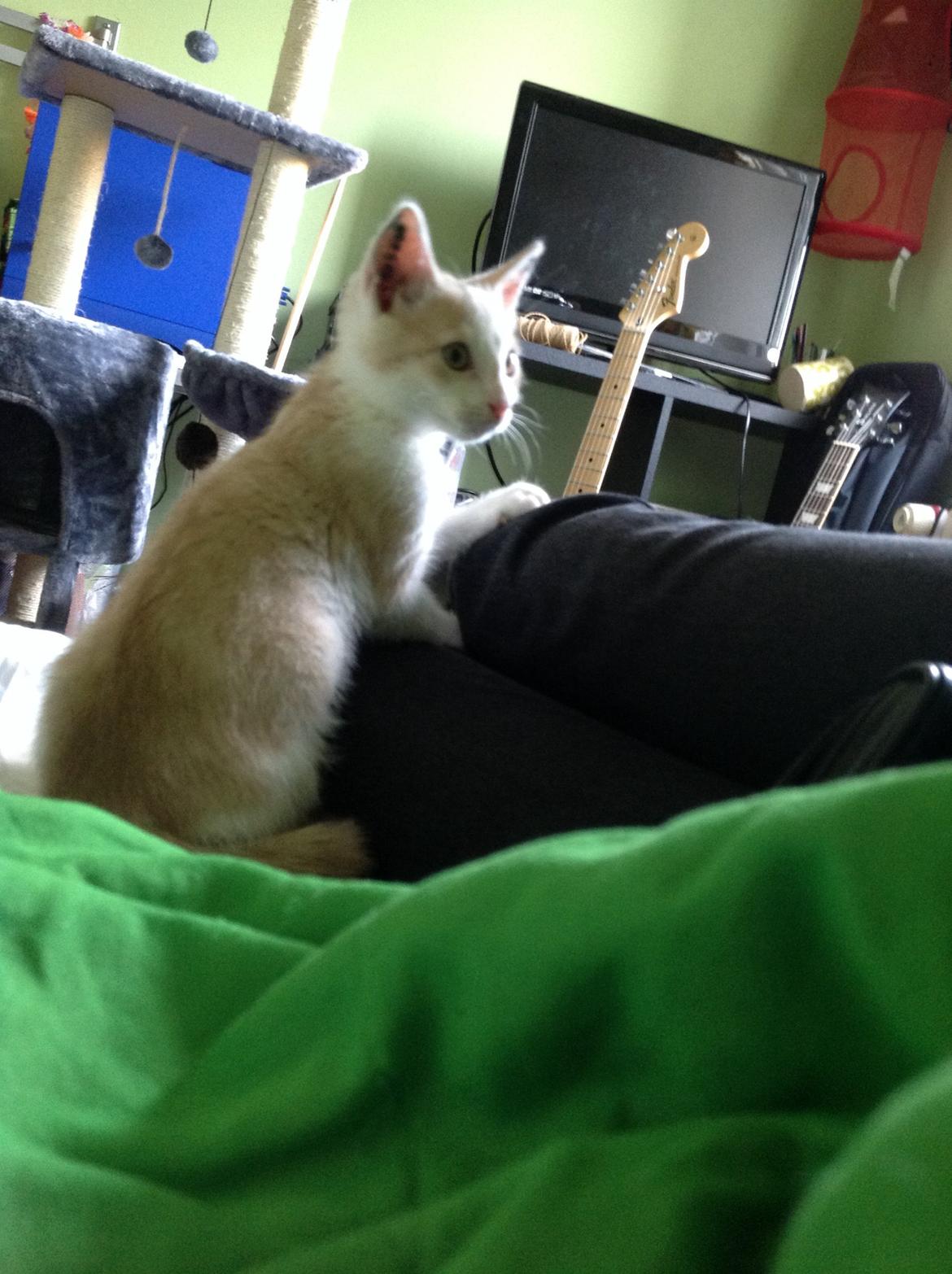 Huskat Simba billede 8