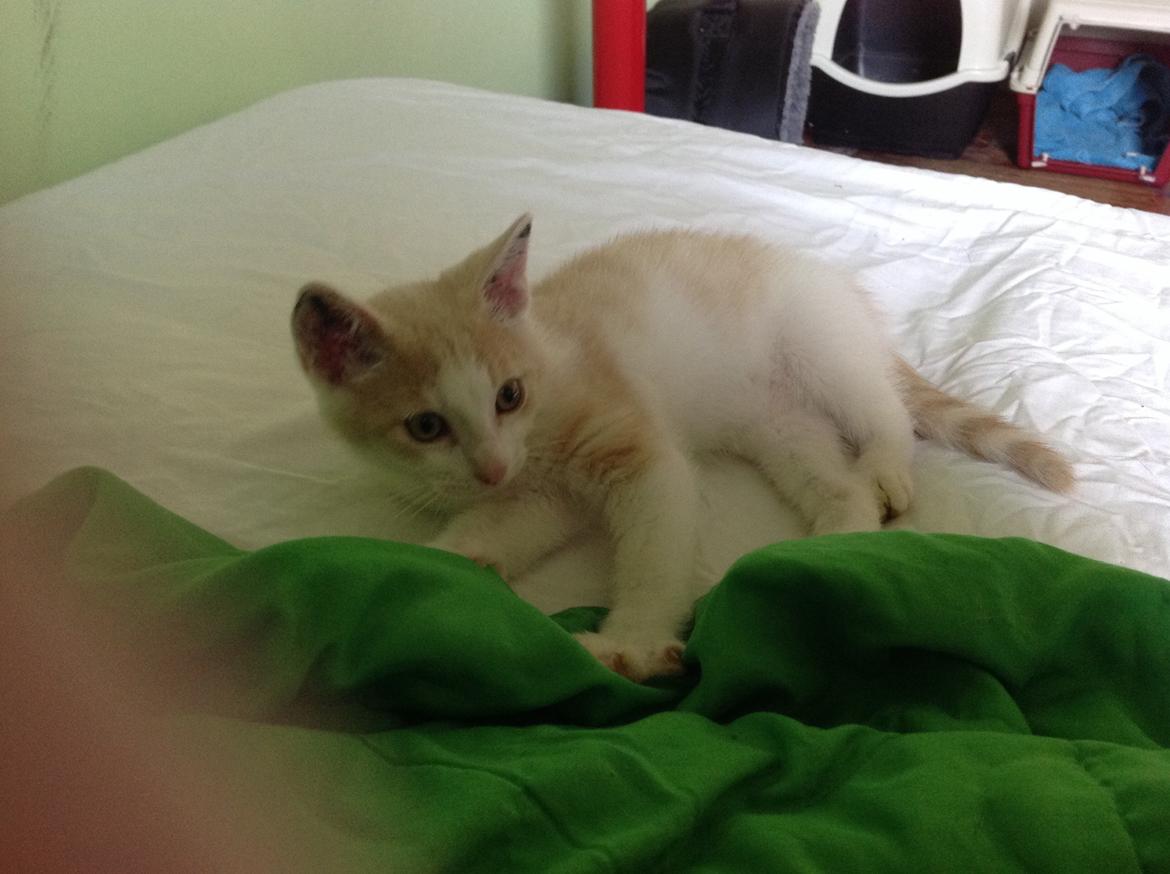 Huskat Simba billede 9