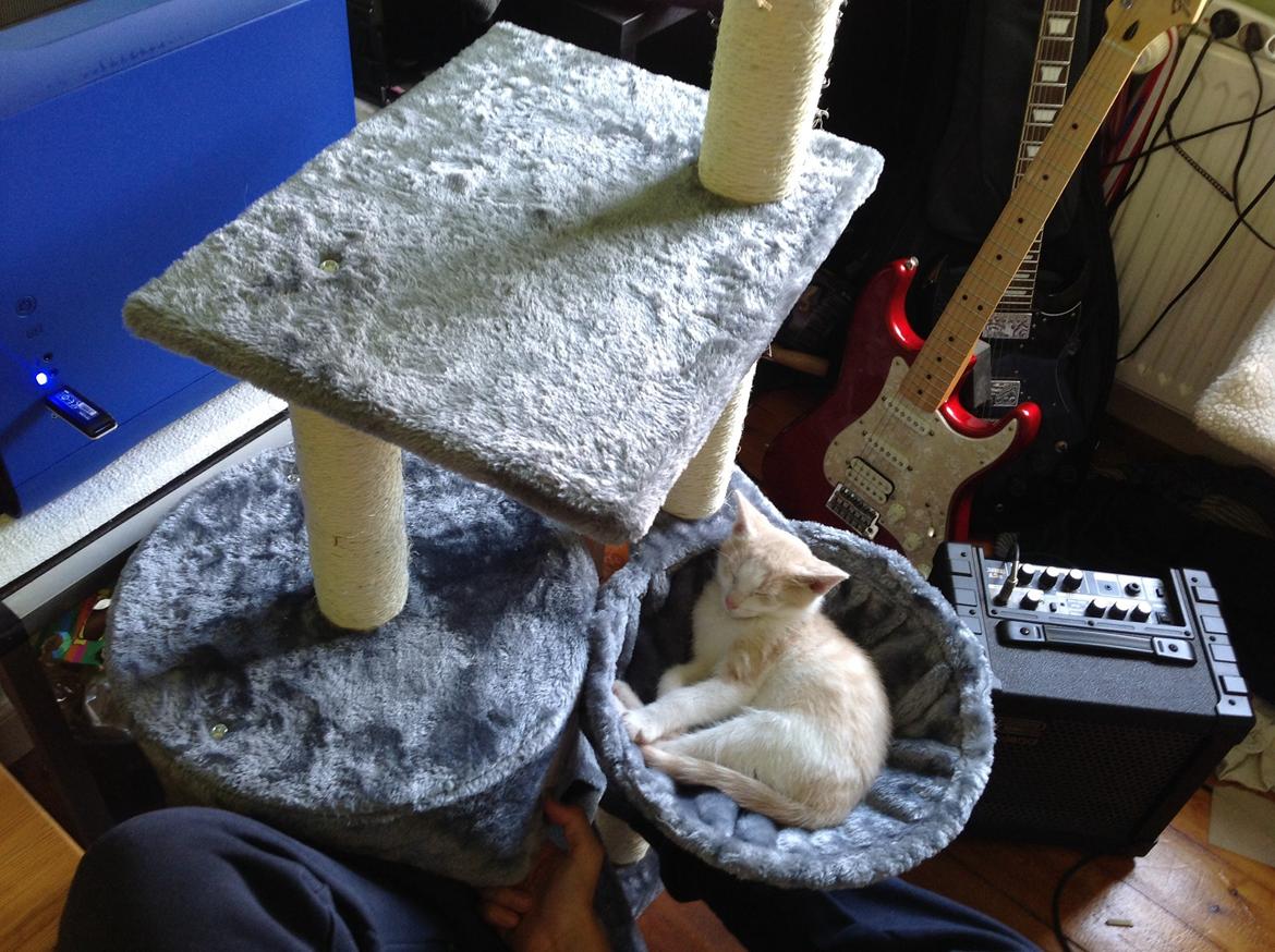 Huskat Simba billede 10