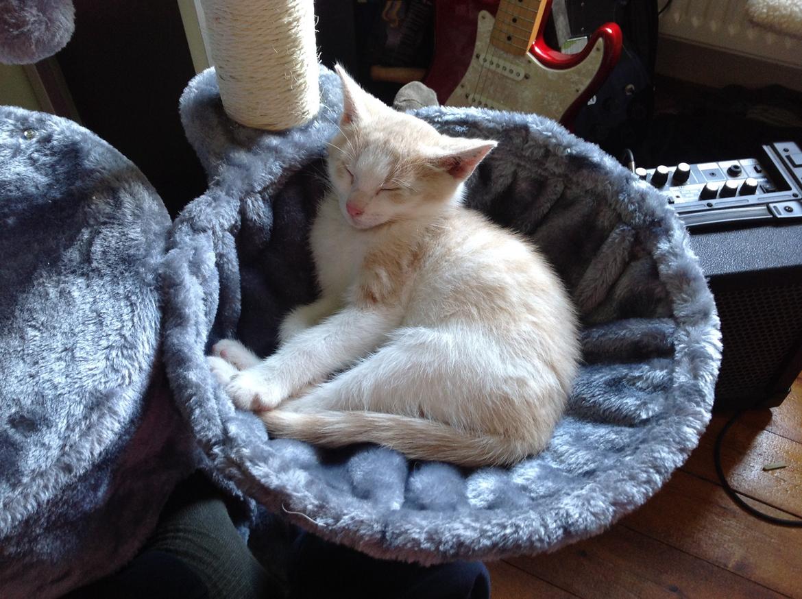 Huskat Simba billede 11