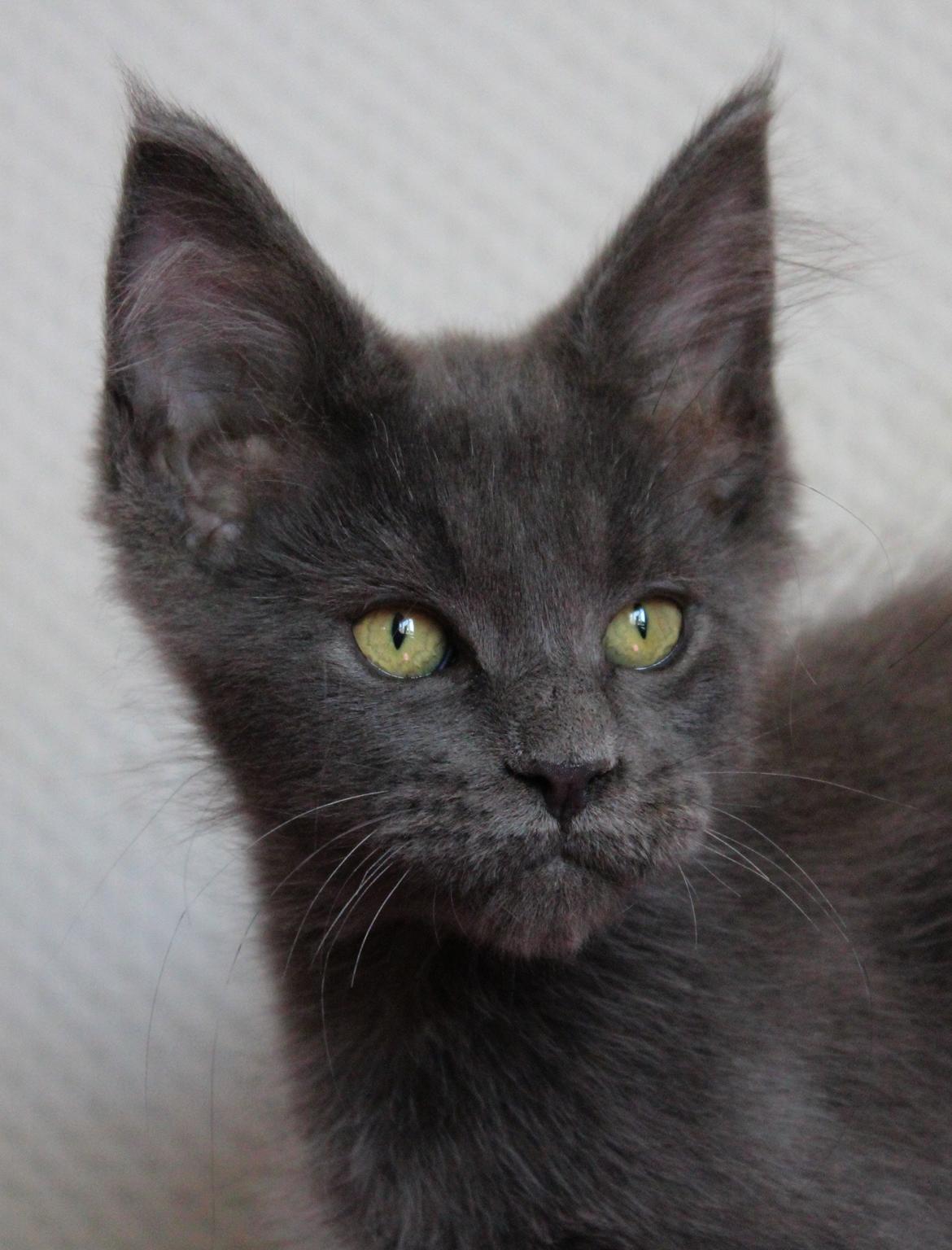 Maine Coon DK Proud Danish Prince Charming billede 10