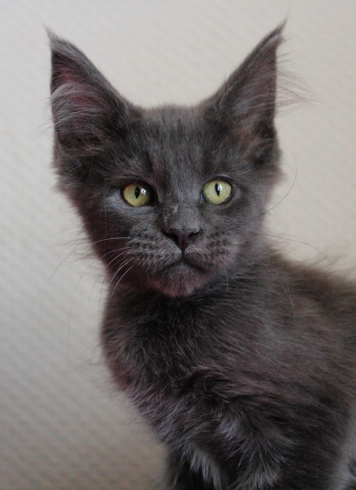 Maine Coon DK Proud Danish Prince Charming billede 11