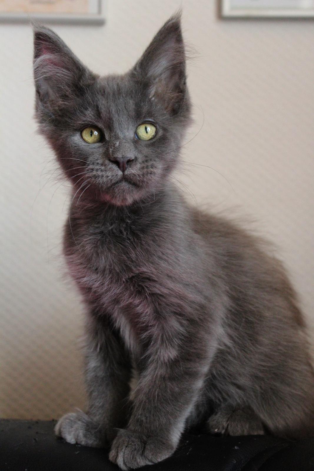 Maine Coon DK Proud Danish Prince Charming billede 8