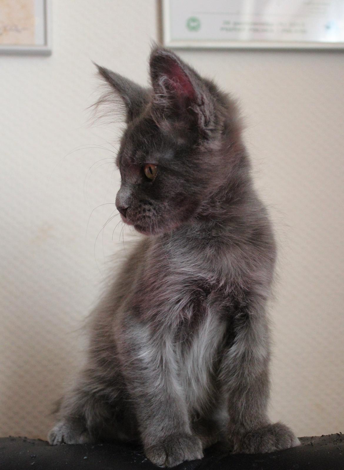 Maine Coon DK Proud Danish Prince Charming billede 12