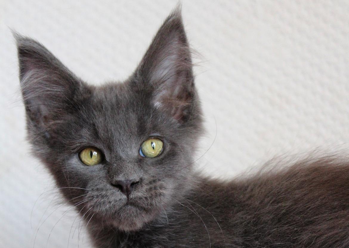 Maine Coon DK Proud Danish Prince Charming billede 9