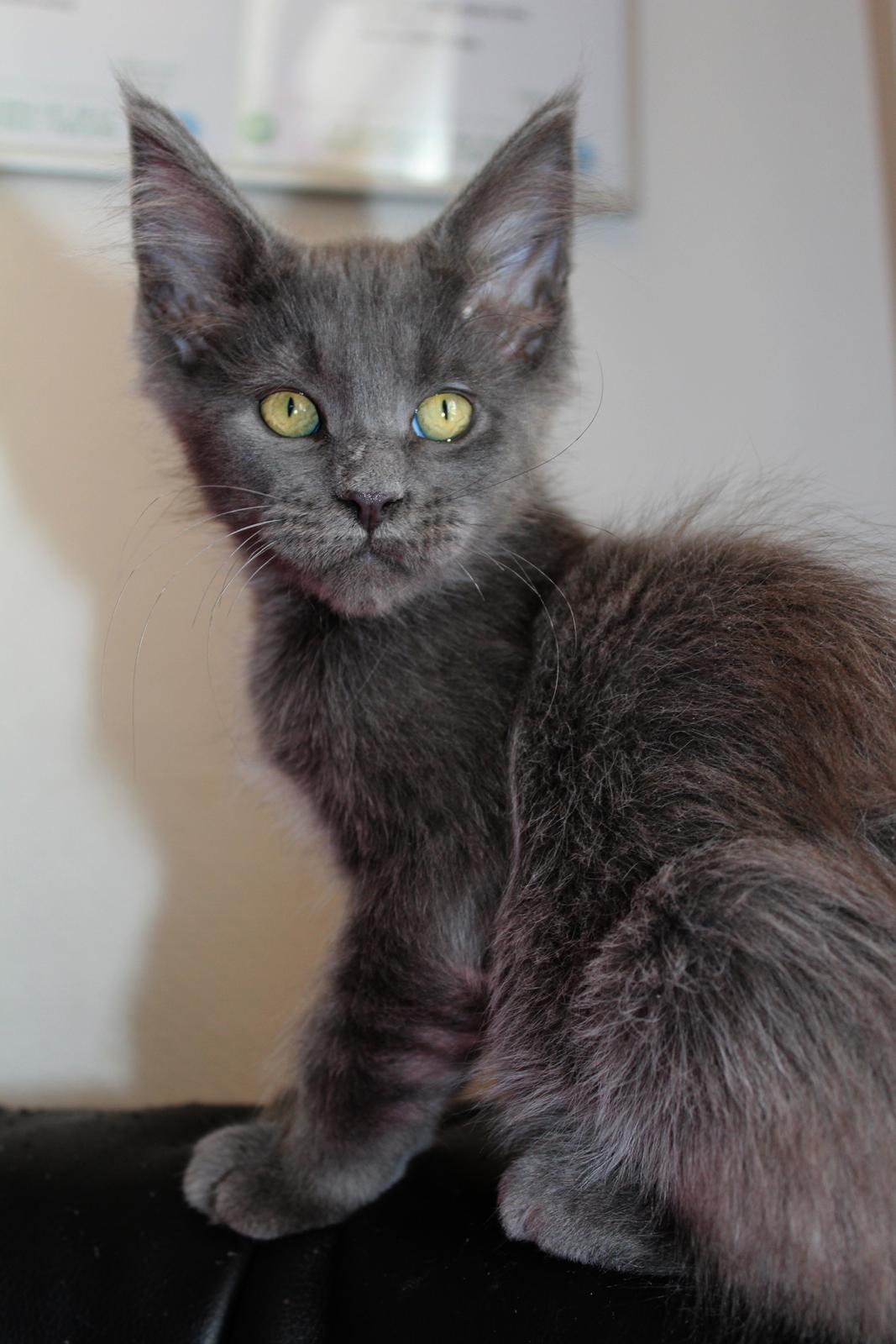 Maine Coon DK Proud Danish Prince Charming billede 14