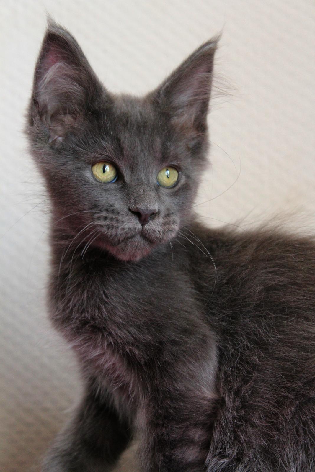 Maine Coon DK Proud Danish Prince Charming billede 13