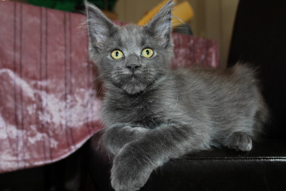 Maine Coon DK Proud Danish Prince Charming billede 16