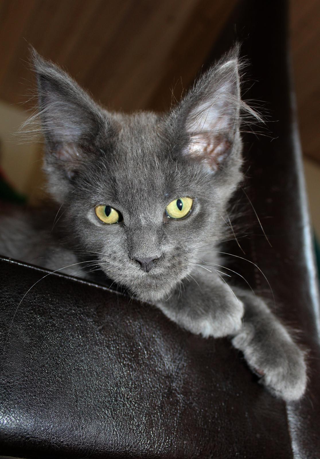 Maine Coon DK Proud Danish Prince Charming billede 17