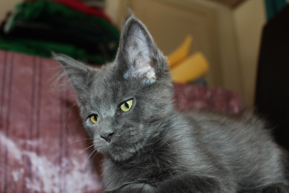 Maine Coon DK Proud Danish Prince Charming billede 15