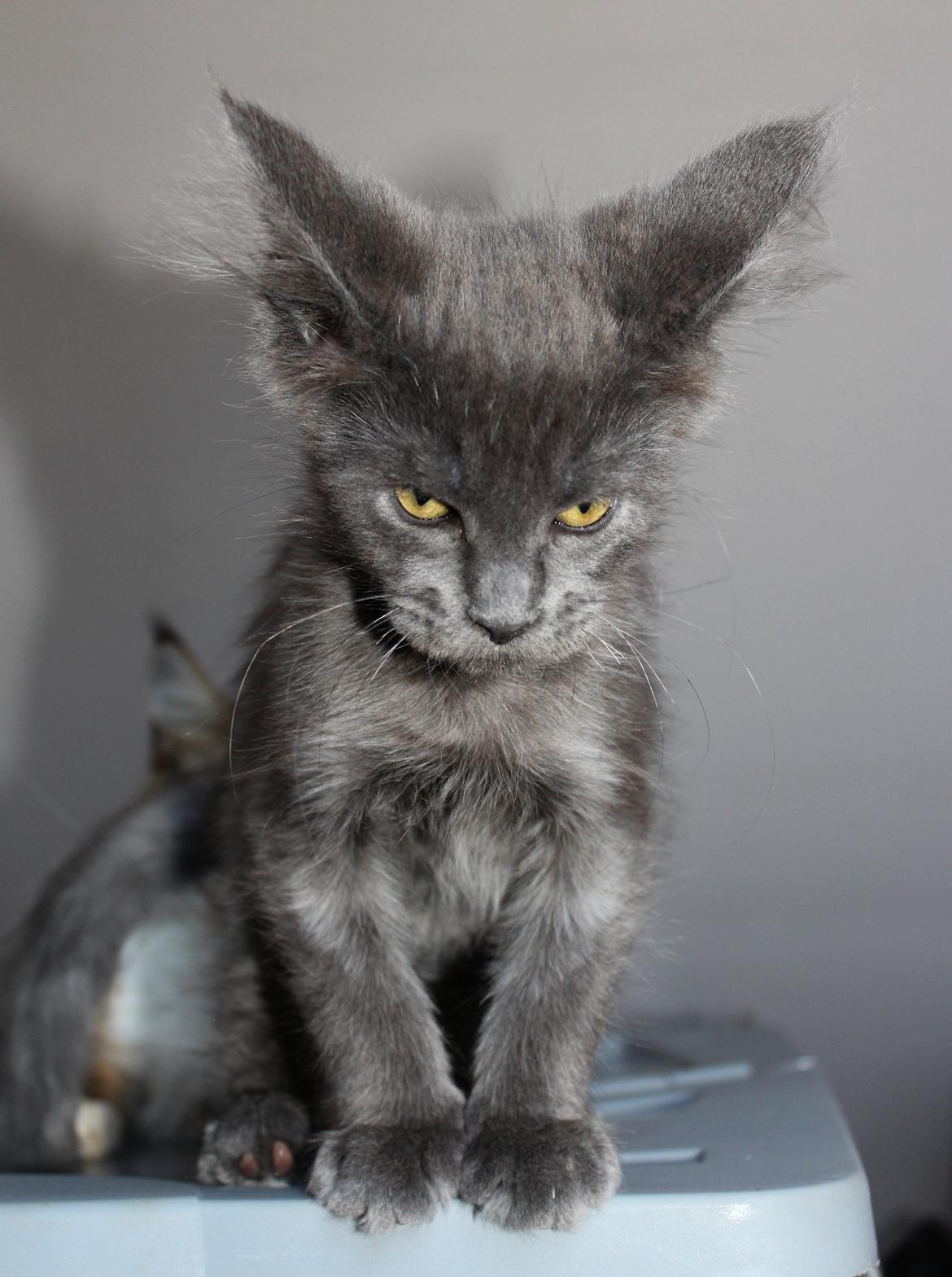 Maine Coon DK Proud Danish Prince Charming billede 18