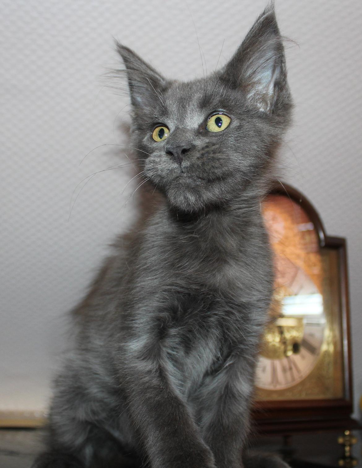 Maine Coon DK Proud Danish Prince Charming billede 20
