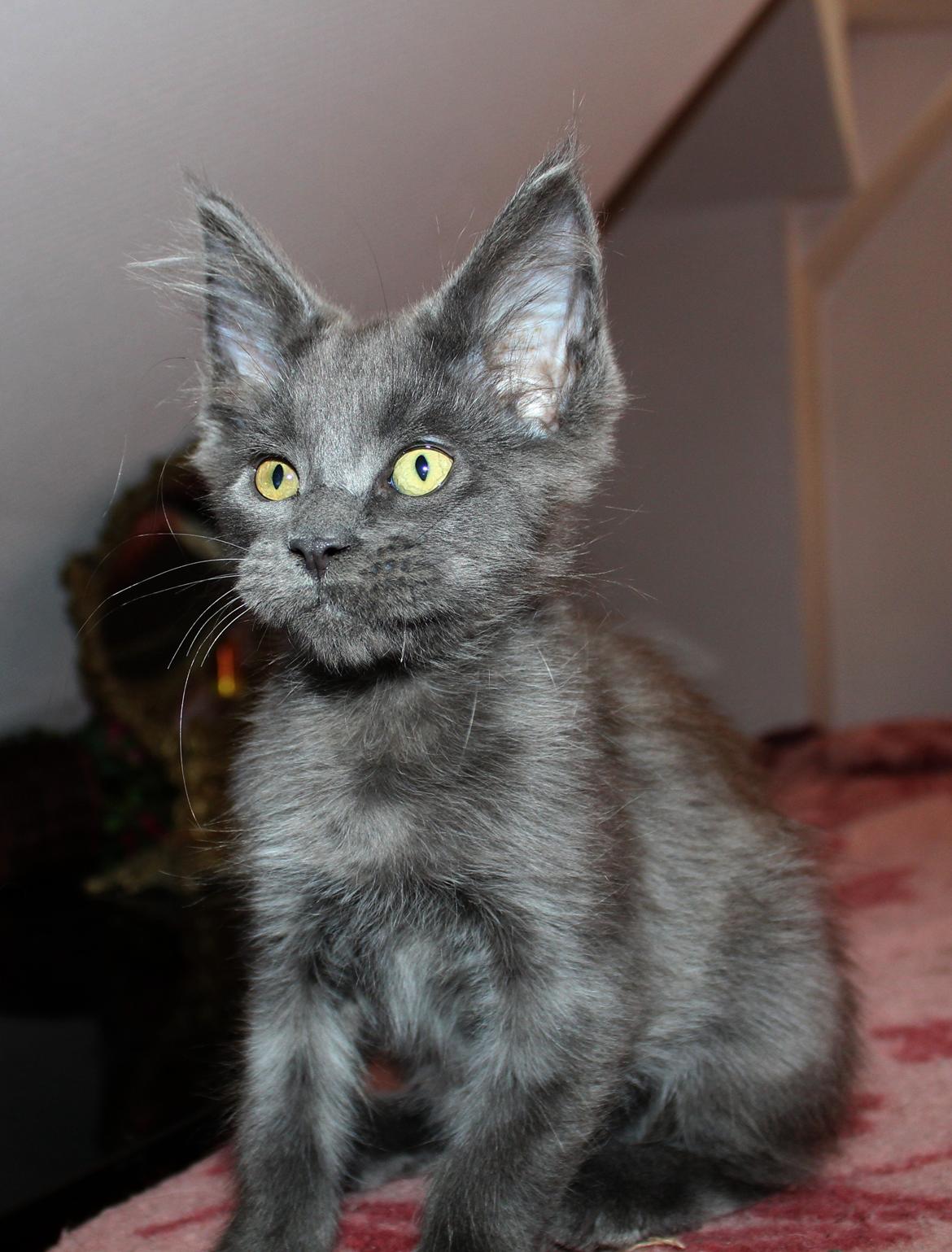 Maine Coon DK Proud Danish Prince Charming billede 21