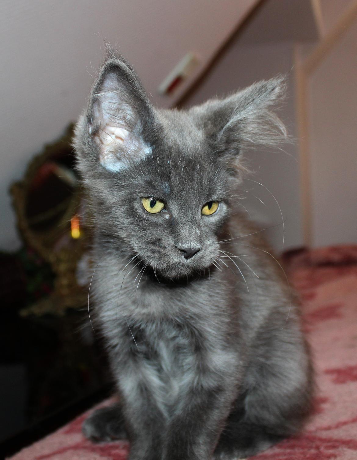 Maine Coon DK Proud Danish Prince Charming billede 22